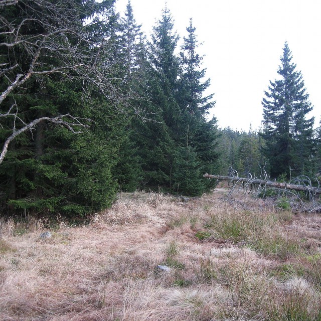 The Mezilesní moor – the secluded place Torfstich